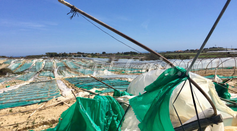 Pachino, agricoltori in crisi: “Rovinati da prezzi e maltempo”